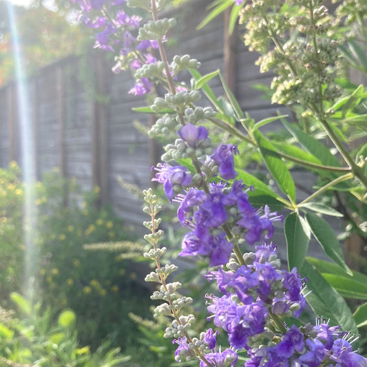 'Plant a Garden to Better Understand the Meaning of Life'